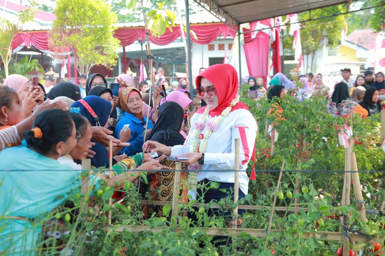 Bupati Klaten Lakukan Panen Cabai Dan Tomat Di Desa Mranggen Jatinom